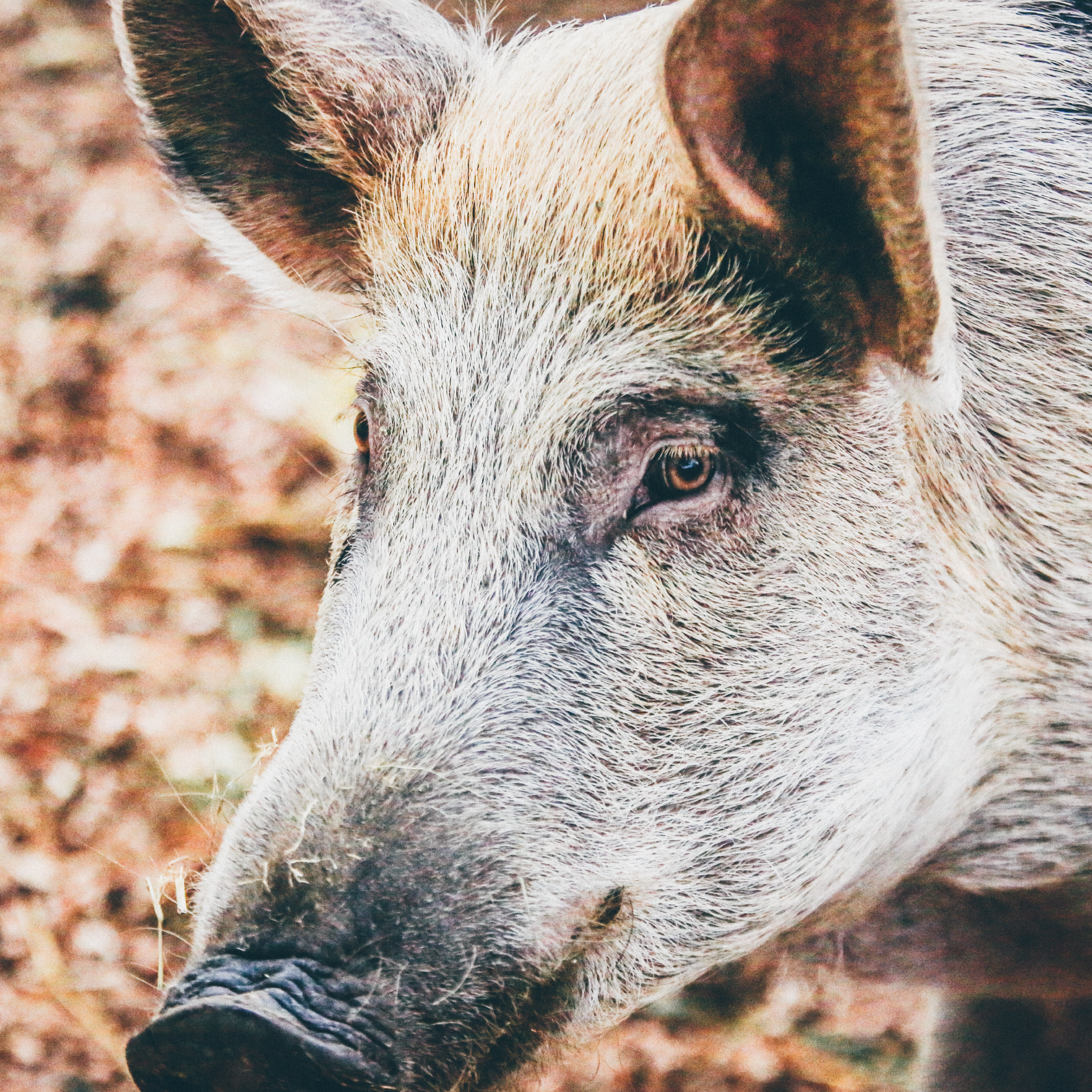 Why Do Muslims Not Eat Pork?